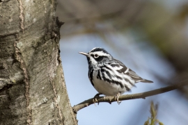 Balck and White Warbler