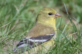 American Goldfinch,