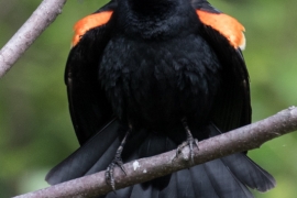 Red-winged Bleckbird