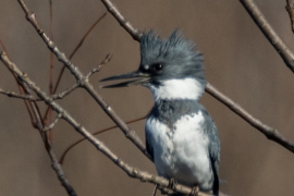 Belted KIngfisher