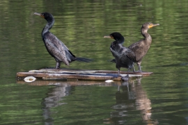 Doubled-crested Cormorants