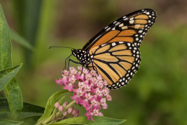Monarch Butterfly on Swamp Milkweed