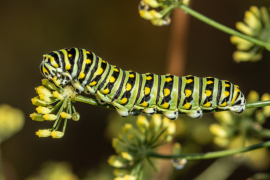 Black Swallowtail Caterpillar on Parsley