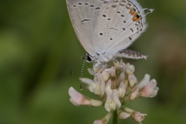 Eastern Tailed Blue on Clover