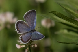 Eastern Tailed Blue