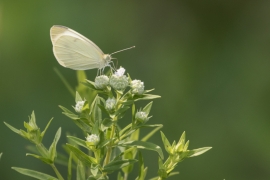 Cabbage White on Lyre-leafed Rock Cress