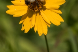 Bee on Lance-leaved Coreopsis
