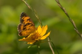 Pearl Crescent on Lance-leaved Coreopsis