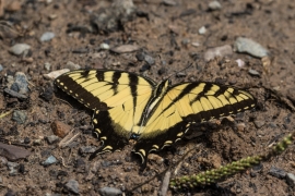 EasternTiger swallowtail