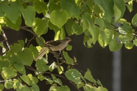 Northern Mockingbird on Red Bud Tree