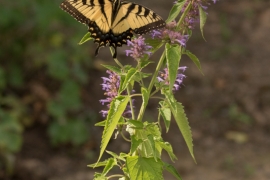 Eastern Tiger swallowtail on - Agastache Blue Giant Hyssop