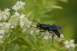 Great Black Wasp on Lyre-leafed Rock Cress