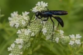 Great Black Wasp on Lyre-leafed Rock Cress