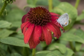 EasternTiger Blue on Red Cone Flower