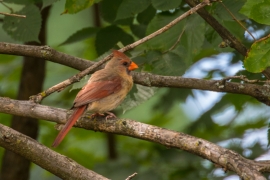Northen Cardinal Female