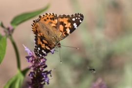 Painted Lady on Agastache - Blue Giant Hyssop
