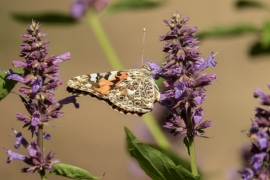 Painted Lady on Agastache- Blue Giant Hyssop