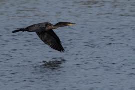 Doubl-crested Cormorant
