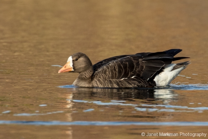 Greater White - fronted Goose