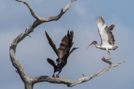 Double-crested Cormorant and White Ibis