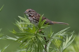 Songn Sparrow