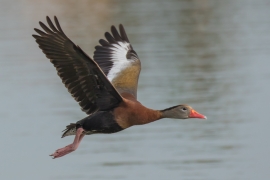 Black-bellied Whisteling Duck