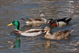 Mallards-Wood Ducks