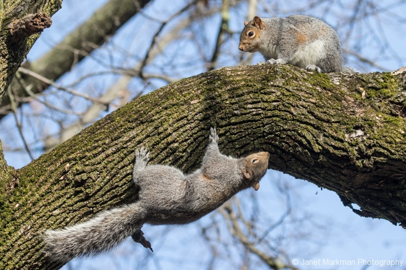 Eastern Gray Squirrels